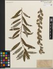 Foto von Salix humilis Marshall x Salix sericea Marshall
